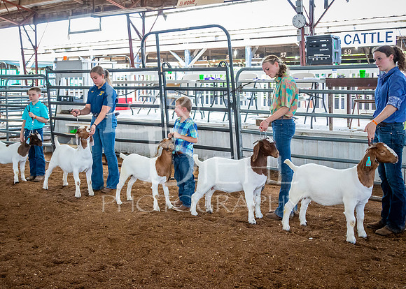 2024-07-12 LCF Open Breeding Goat Show #1 - LB-77