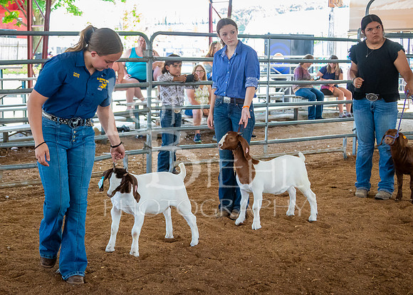 2024-07-12 LCF Open Breeding Goat Show #1 - LB-34