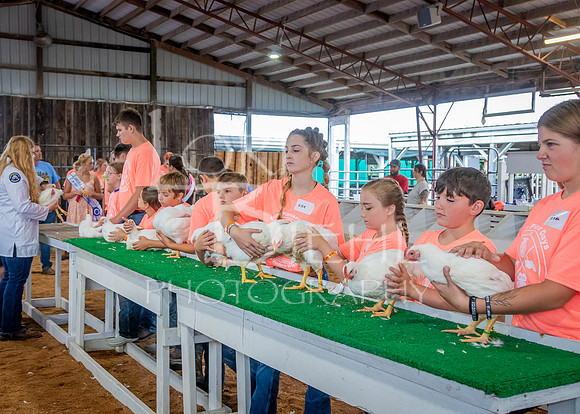 2024-07-08 LCF Jr. Poultry Show #1 - LB-27