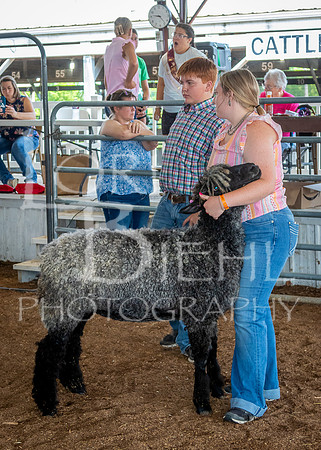 2024-07-13 LCF Open Breeding Sheep Show #1 - LB-15