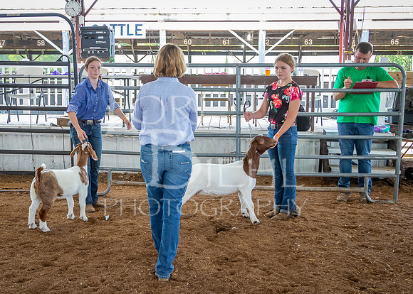 2024-07-12 LCF Open Breeding Goat Show #1 - LB-101