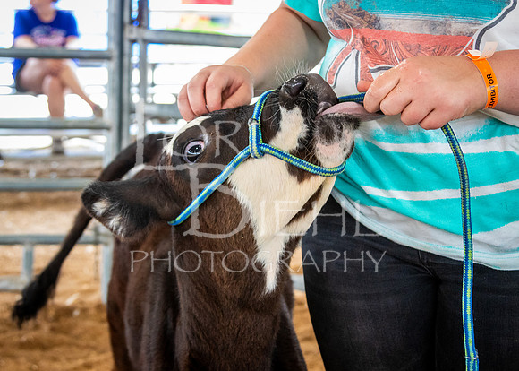 2024-07-12 LCF Open Breeding Cattle Show #1 - LB-7