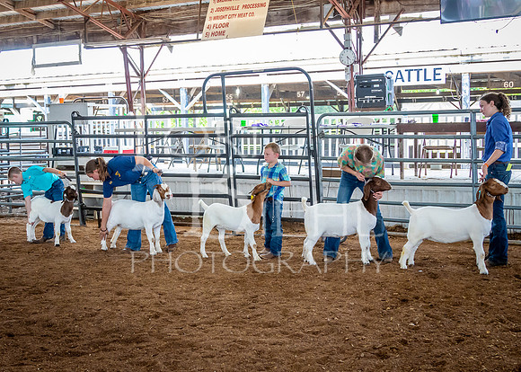 2024-07-12 LCF Open Breeding Goat Show #1 - LB-74