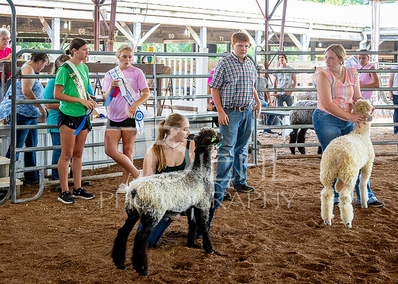 2024-07-13 LCF Open Breeding Sheep Show #1 - LB-6