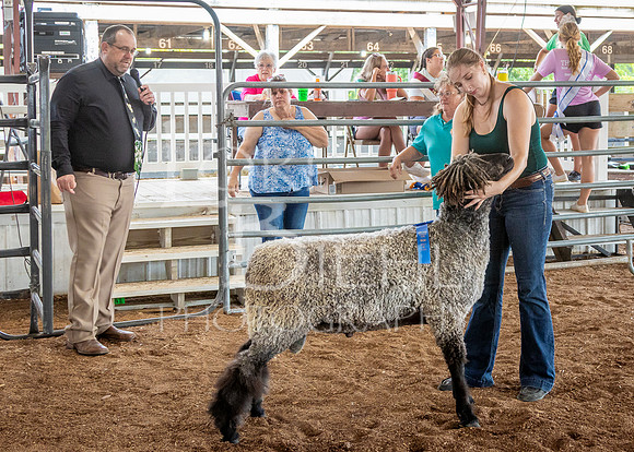2024-07-13 LCF Open Breeding Sheep Show #1 - LB-2