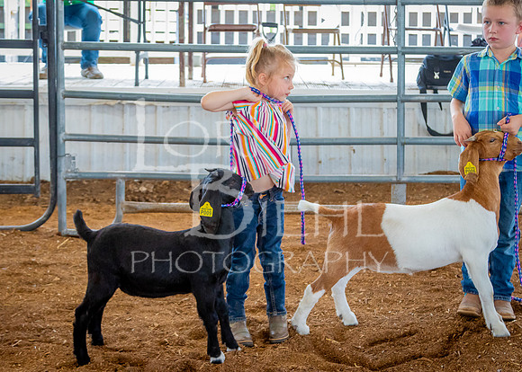 2024-07-12 LCF Open Breeding Goat Show #1 - LB-11