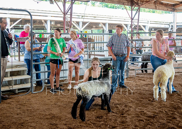 2024-07-13 LCF Open Breeding Sheep Show #1 - LB-7