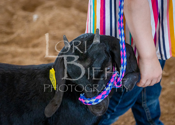 2024-07-12 LCF Open Breeding Goat Show #1 - LB-26