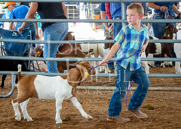 2024-07-12 LCF Open Breeding Goat Show #1 - LB-1