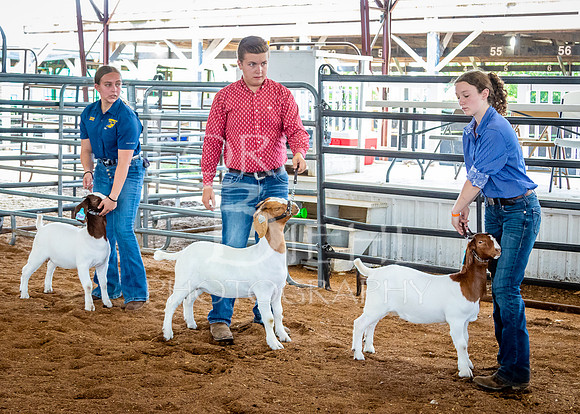 2024-07-12 LCF Open Breeding Goat Show #1 - LB-12