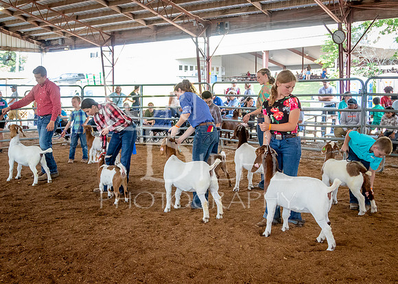 2024-07-12 LCF Open Breeding Goat Show #1 - LB-113