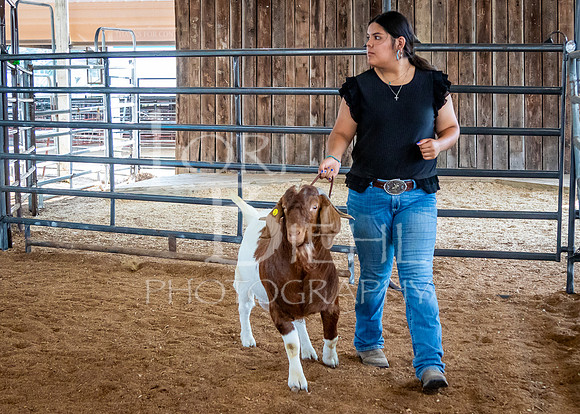 2024-07-12 LCF Open Breeding Goat Show #1 - LB-232