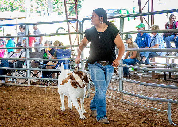 2024-07-12 LCF Open Breeding Goat Show #1 - LB-129