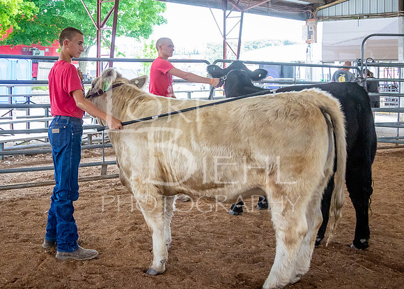 2024-07-12 LCF Open Breeding Cattle Show #1 - LB-14