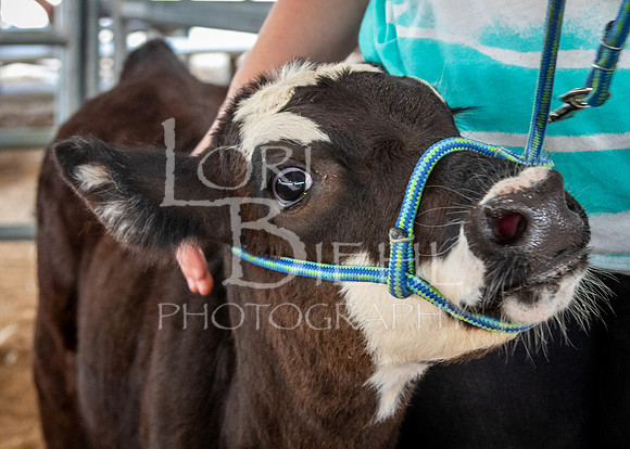 2024-07-12 LCF Open Breeding Cattle Show #1 - LB-4