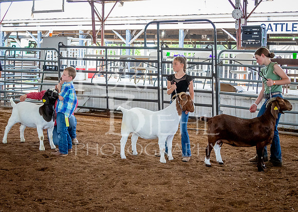 2024-07-12 LCF Open Breeding Goat Show #1 - LB-155