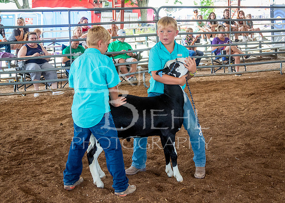 2024-07-13 LCF Open Breeding Sheep Show #1 - LB-21