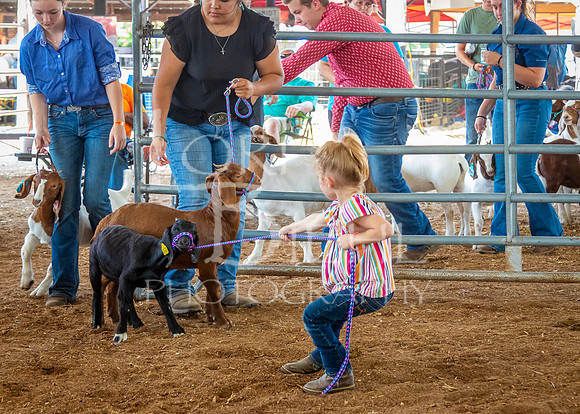 2024-07-12 LCF Open Breeding Goat Show #1 - LB-3