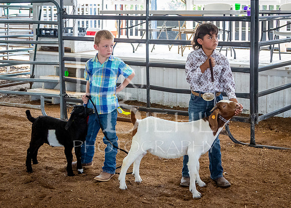 2024-07-12 LCF Open Breeding Goat Show #1 - LB-223