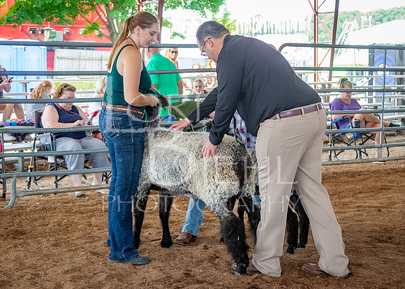 2024-07-13 LCF Open Breeding Sheep Show #1 - LB-20