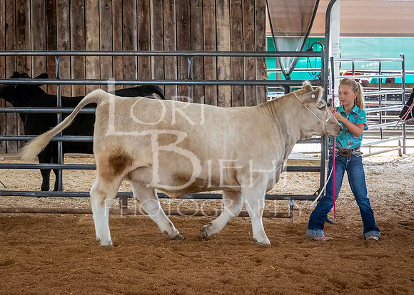 2024-07-12 LCF Open Breeding Cattle Show #1 - LB-42