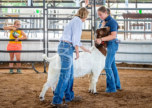 2024-07-12 LCF Open Breeding Goat Show #1 - LB-243