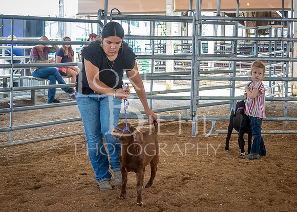 2024-07-12 LCF Open Breeding Goat Show #1 - LB-37