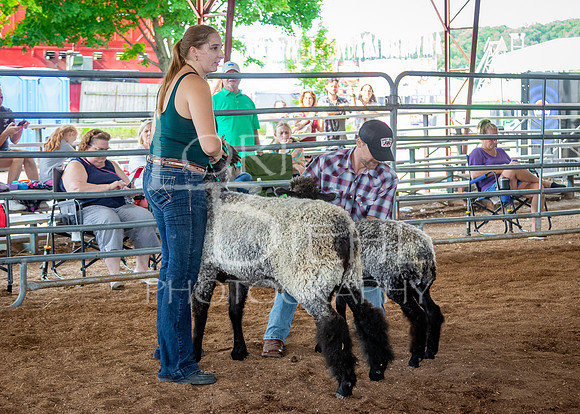 2024-07-13 LCF Open Breeding Sheep Show #1 - LB-18