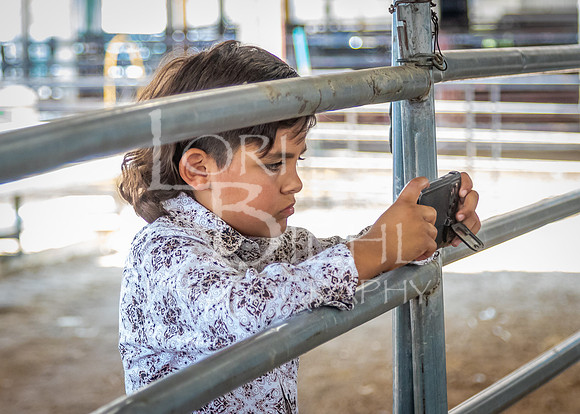 2024-07-12 LCF Open Breeding Goat Show #1 - LB-25