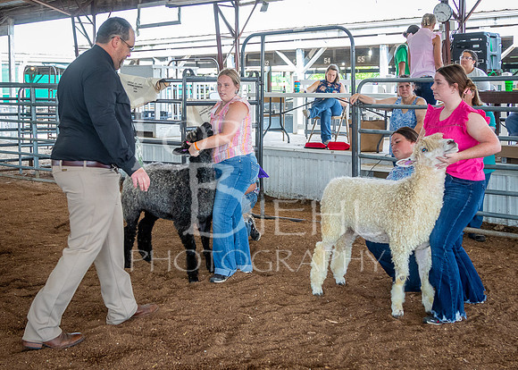 2024-07-13 LCF Open Breeding Sheep Show #1 - LB-13