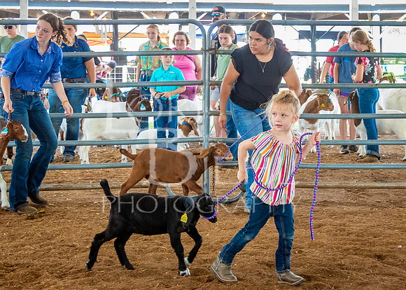 2024-07-12 LCF Open Breeding Goat Show #1 - LB-5