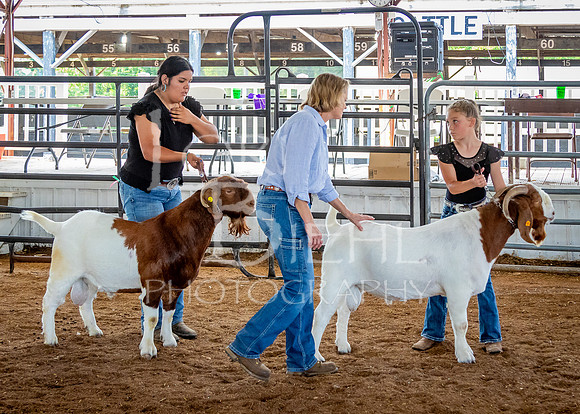 2024-07-12 LCF Open Breeding Goat Show #1 - LB-233