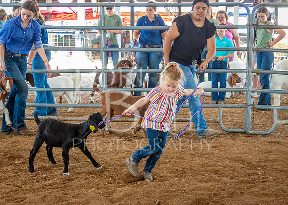 2024-07-12 LCF Open Breeding Goat Show #1 - LB-4