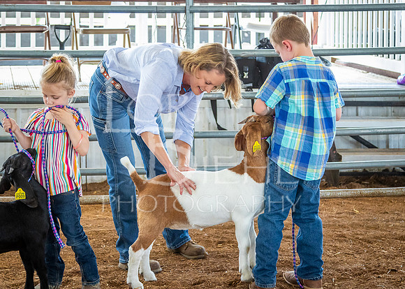 2024-07-12 LCF Open Breeding Goat Show #1 - LB-14