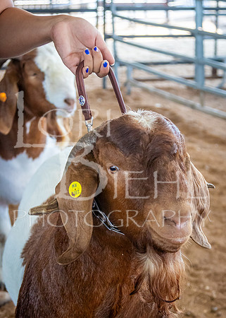 2024-07-12 LCF Open Breeding Goat Show #1 - LB-235