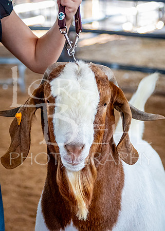 2024-07-12 LCF Open Breeding Goat Show #1 - LB-240