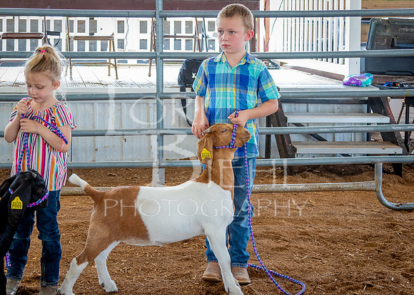 2024-07-12 LCF Open Breeding Goat Show #1 - LB-10