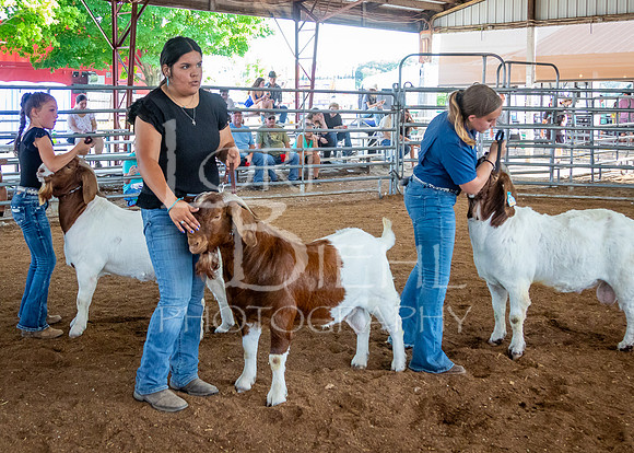 2024-07-12 LCF Open Breeding Goat Show #1 - LB-252