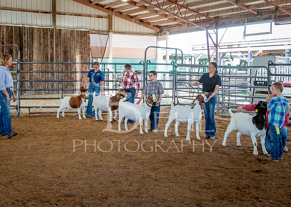 2024-07-12 LCF Open Breeding Goat Show #1 - LB-153