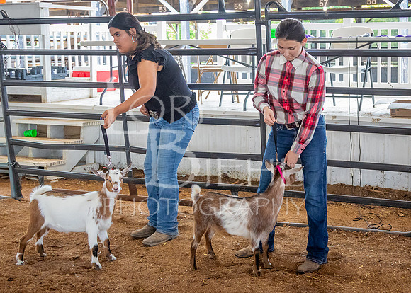 2024-07-12 LCF Open Breeding Goat Show #1 - LB-51