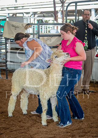 2024-07-13 LCF Open Breeding Sheep Show #1 - LB-16