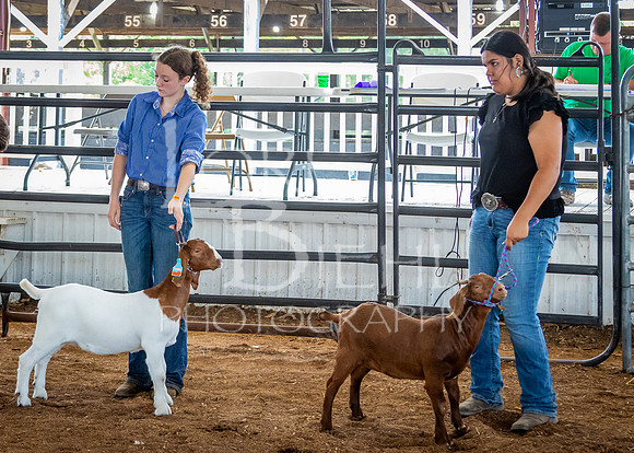 2024-07-12 LCF Open Breeding Goat Show #1 - LB-9