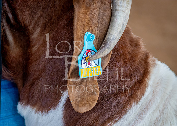 2024-07-12 LCF Open Breeding Goat Show #1 - LB-254