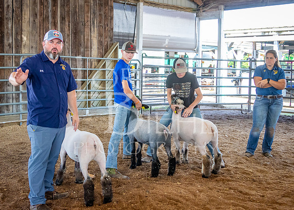 2024-07-10 LCF Livestock Judging #1 - LB-31