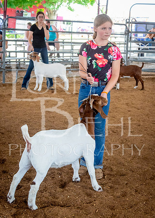 2024-07-12 LCF Open Breeding Goat Show #1 - LB-104
